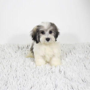 Petland Pembroke Pines Coton De Tulear puppy available