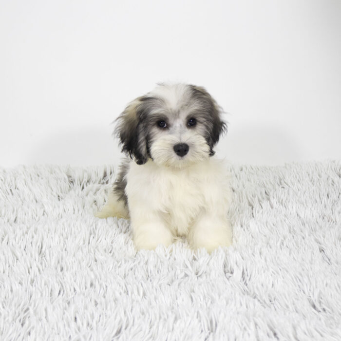 Tex - Coton De Tulear puppy for sale