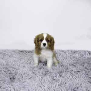 Petland Pembroke Pines Cavalier King Charles Spaniel puppy available