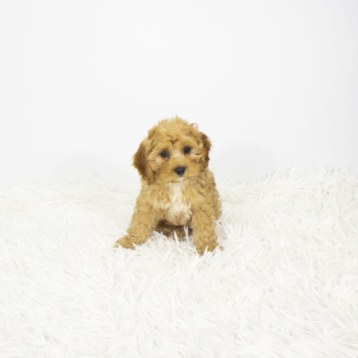 Daisy - Cock A Poo puppy for sale
