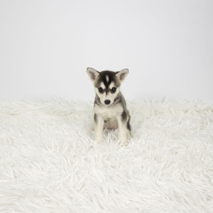 Luna - Alaskan Klee Kai puppy for sale