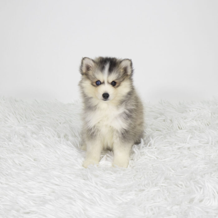 Adaline - Pomsky puppy for sale