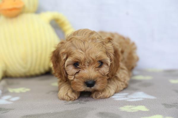 Daisy - Cock A Poo puppy for sale