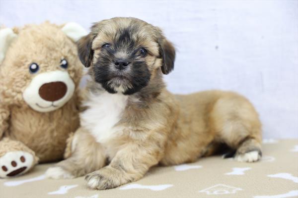 Hawk - Lhasa Apso puppy for sale