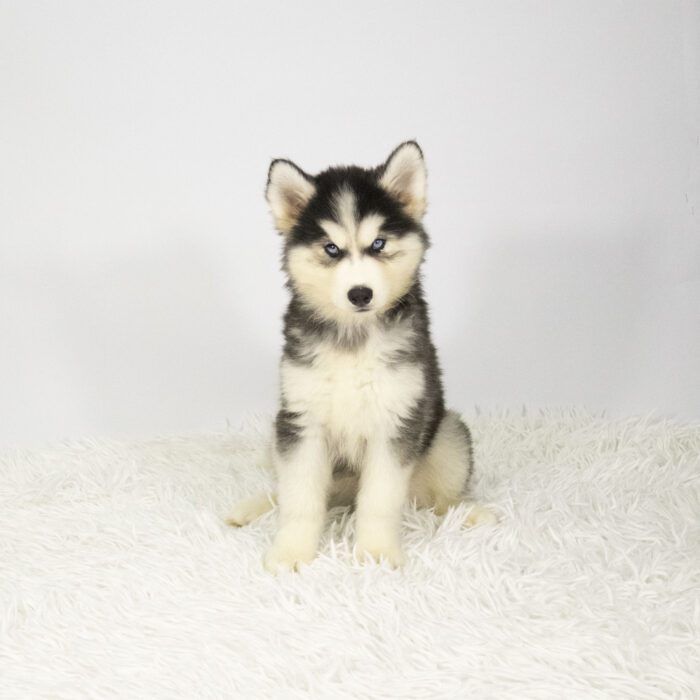 Knuckles - Siberian Husky puppy for sale