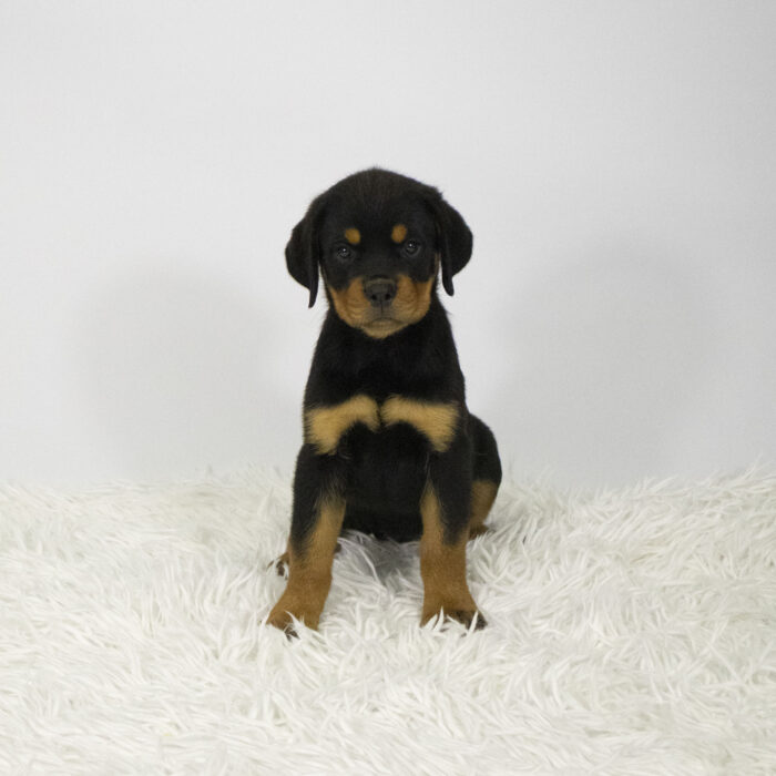 Moira - Rottweiler puppy for sale