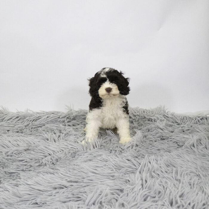Canyon - Cock A Poo puppy for sale