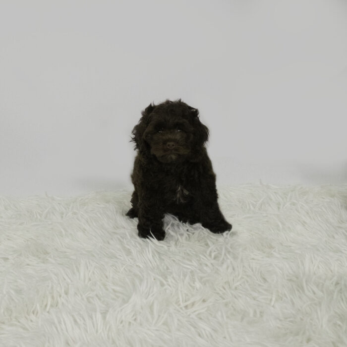 Cash - Cock A Poo puppy for sale