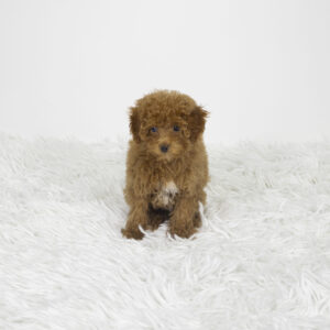Schnoodle