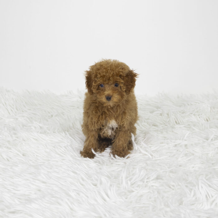 Princess - Schnoodle puppy for sale