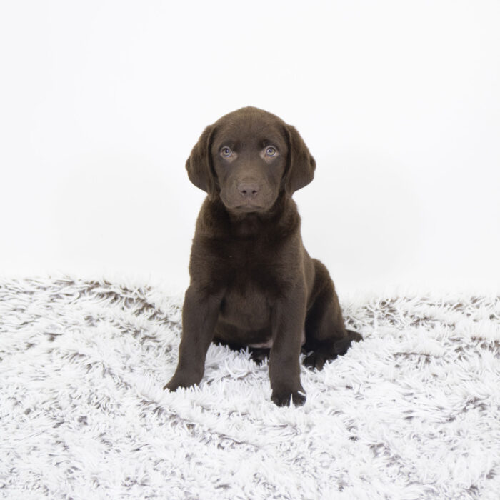 Oakley - Labrador Retriever puppy for sale