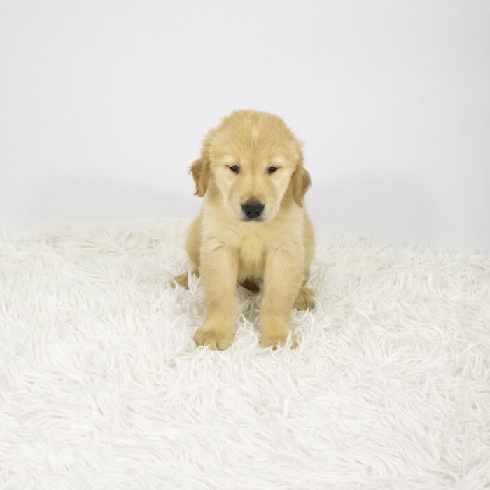 Jaws - Golden Retriever puppy for sale