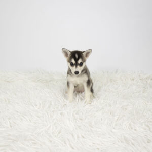 Petland Pembroke Pines Alaskan Klee Kai puppy available