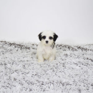 Maltipoo