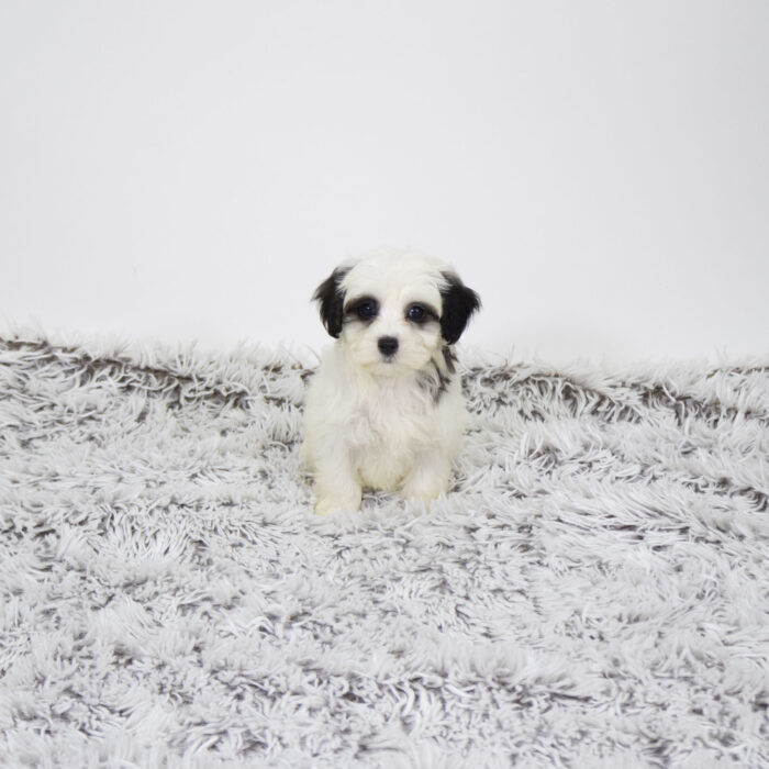 Bella - Maltipoo puppy for sale