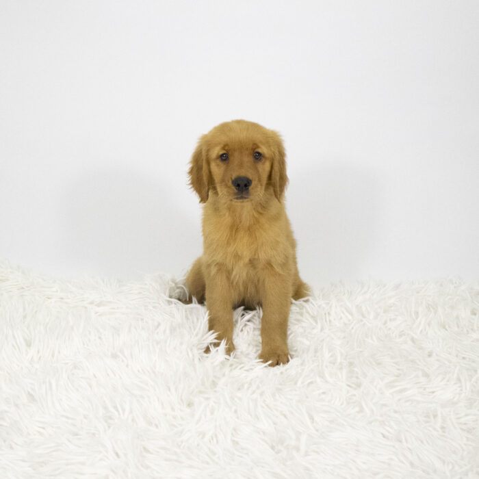 Mya - Golden Retriever puppy for sale