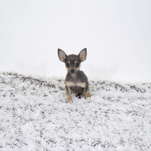 Petland Pembroke Pines Chihuahua puppy available