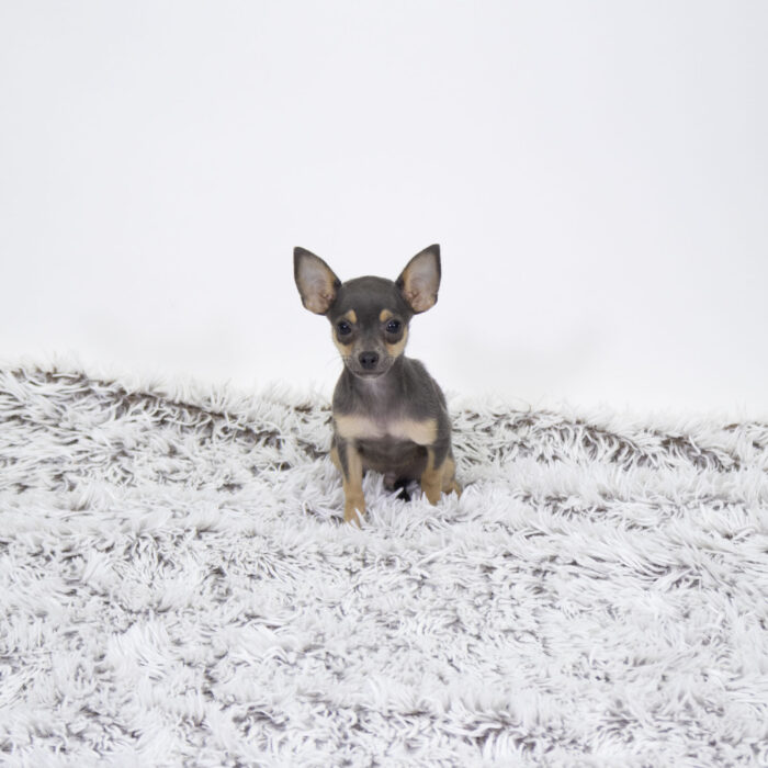 Blue - Chihuahua puppy for sale