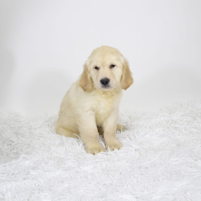 Duke - Golden Retriever puppy for sale