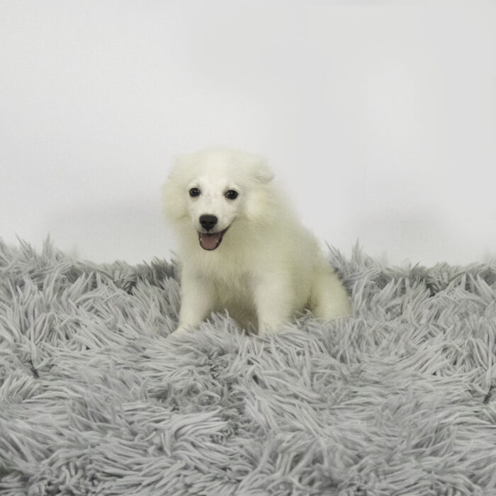 Garth - American Eskimo Dog puppy for sale