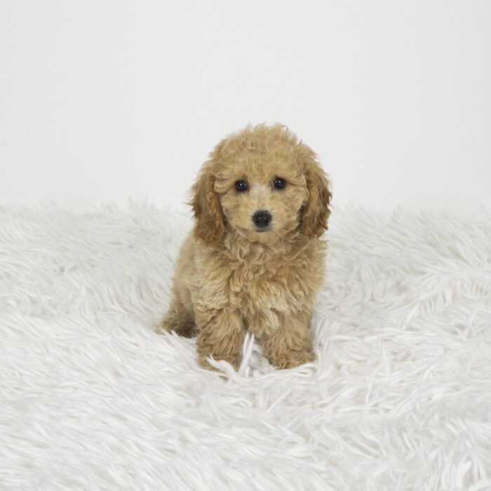 Sphinx - Bichapoo puppy for sale