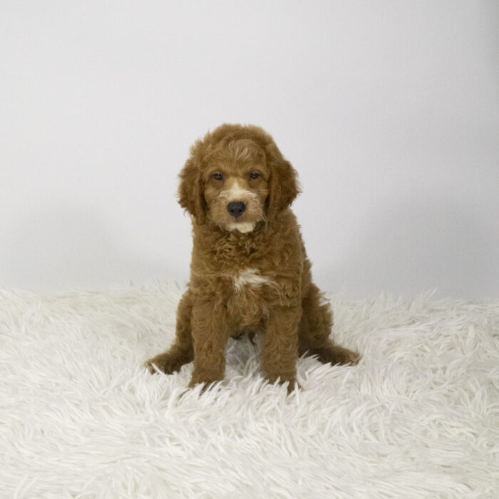 Fletcher - Goldendoodle Mini 2nd Gen puppy for sale