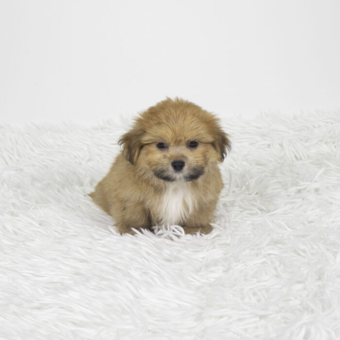 Whiskers - Shiranian puppy for sale