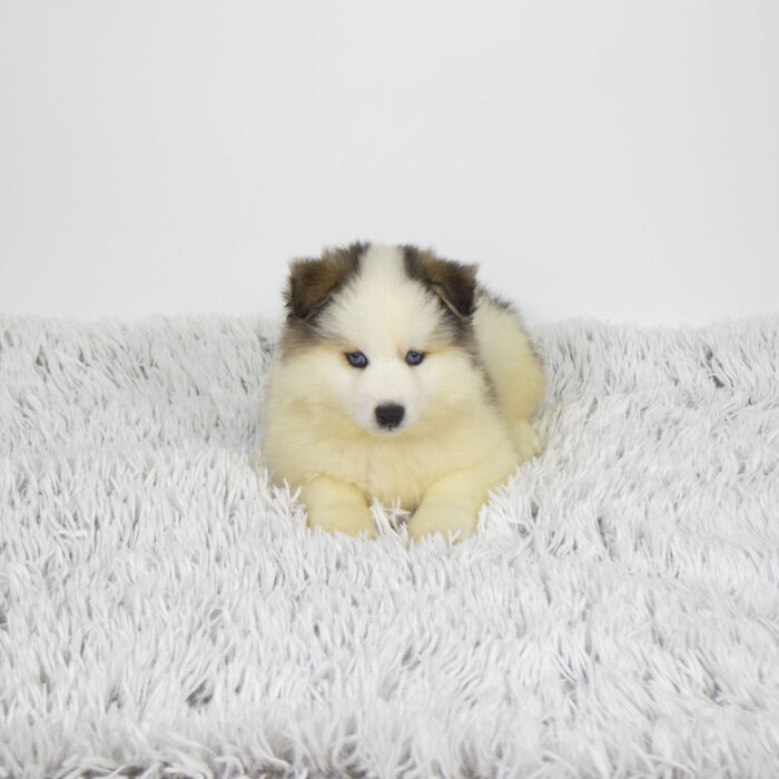 Buckshot - Pomsky 2nd Gen puppy for sale