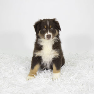 Petland Pembroke Pines Australian Shepherd puppy available