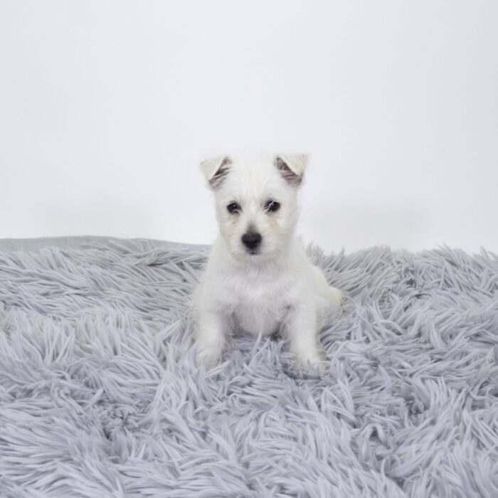 Ivory - West Highland White Terrier puppy for sale