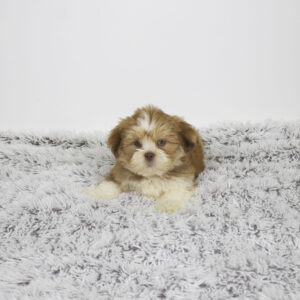 Petland Pembroke Pines Lhasa Apso puppy available