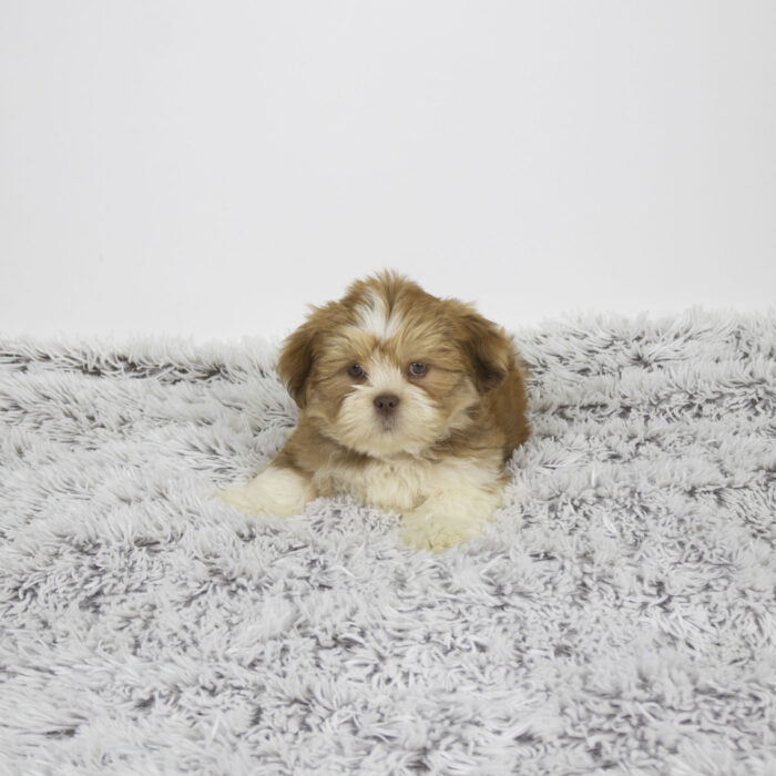 Benji - Lhasa Apso puppy for sale