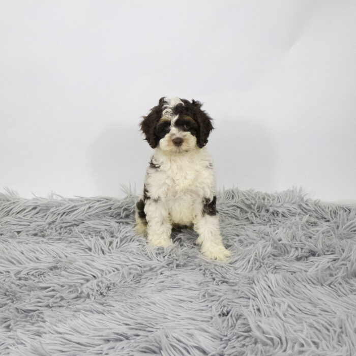 North - Cock A Poo puppy for sale