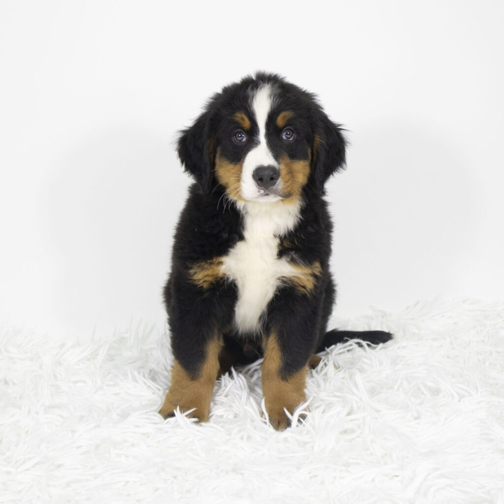 Arlo