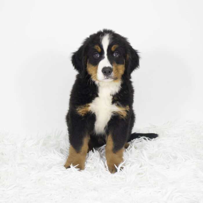 Arlo - Bernese Mountain Dog puppy for sale