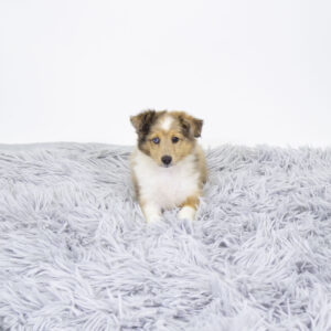Petland Pembroke Pines Shetland Sheepdog puppy available