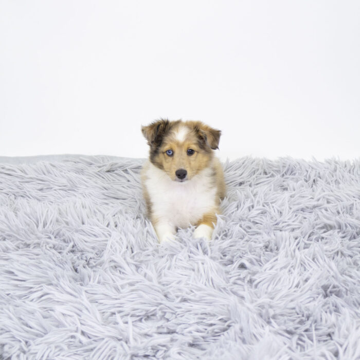 Reed - Shetland Sheepdog puppy for sale