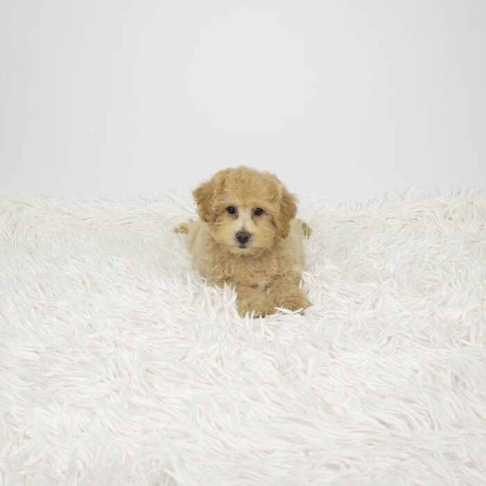 Willow - Bichapoo puppy for sale