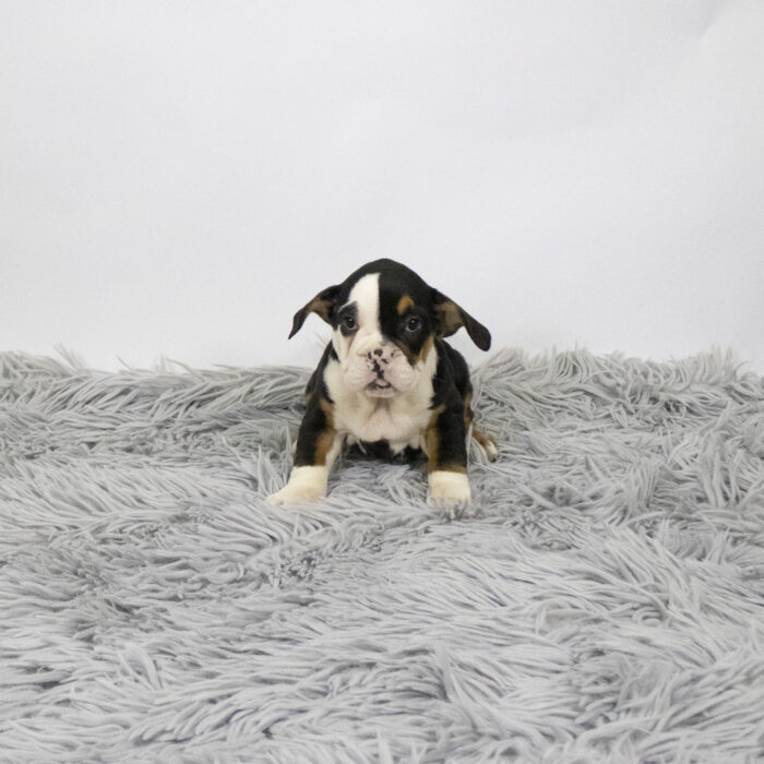 Ivory-Rose - Beabull 2nd Gen puppy for sale