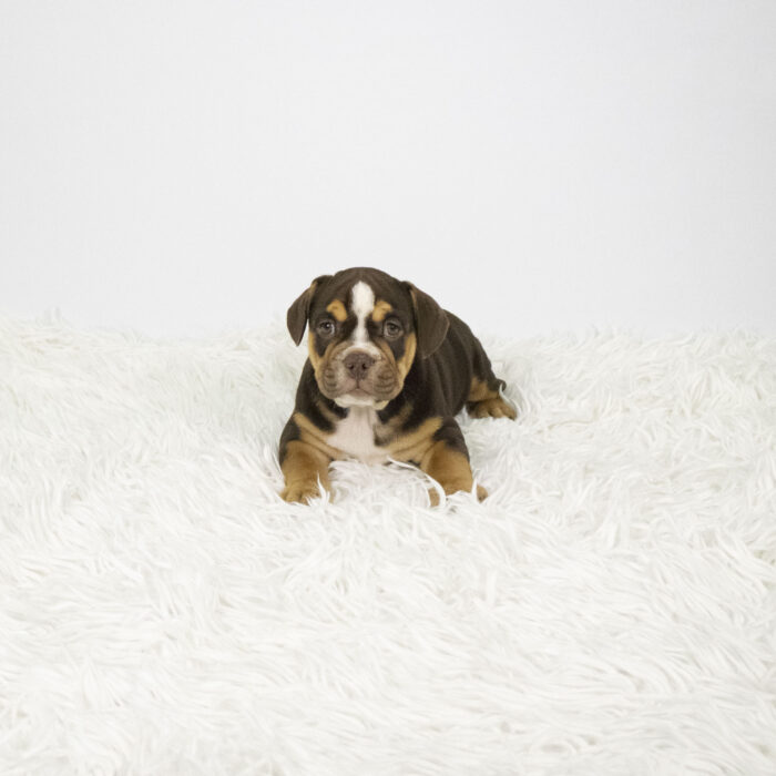 Coco - Beabull 2nd Gen puppy for sale