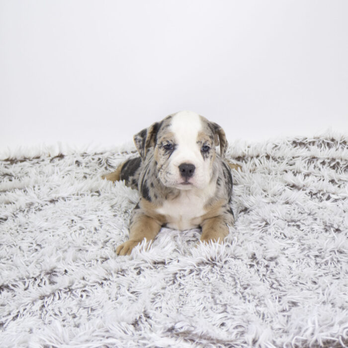 Nova - Beabull 2nd Gen puppy for sale