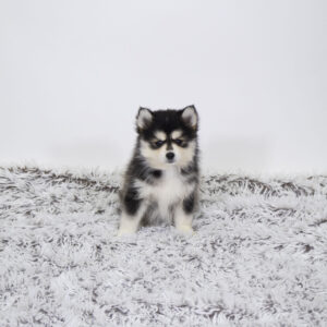 Petland Pembroke Pines Pomsky puppy available