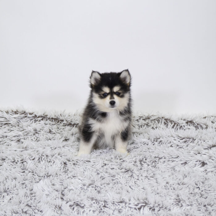 Kat - Pomsky puppy for sale