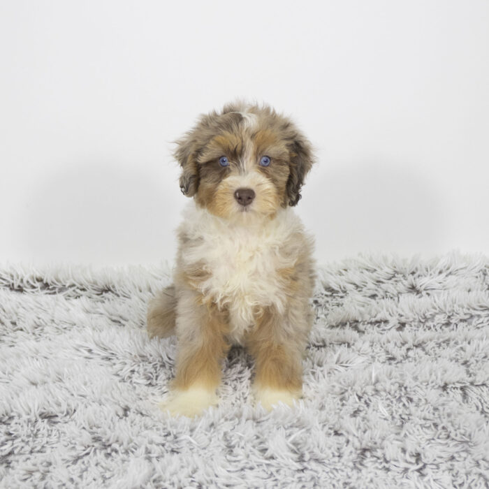River - Aussiepoo puppy for sale