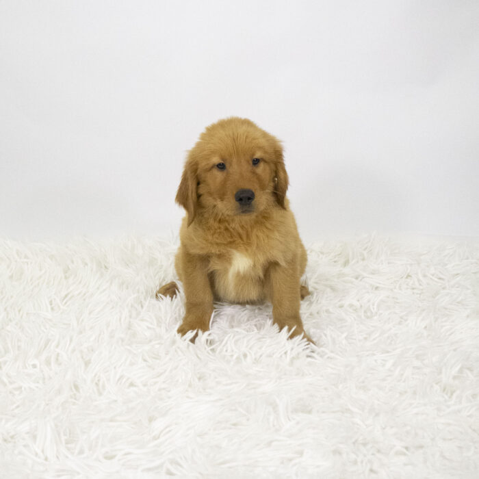 Brady - Golden Retriever puppy for sale