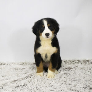 Petland Pembroke Pines Bernese Mountain Dog puppy available