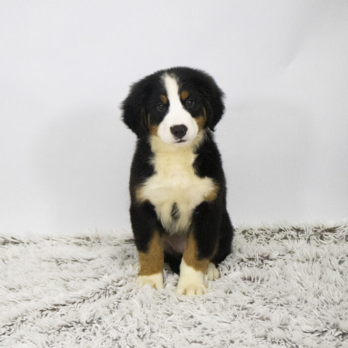 Moonflower - Bernese Mountain Dog puppy for sale