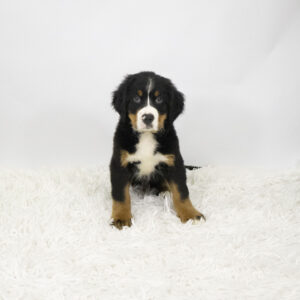 Petland Pembroke Pines Bernese Mountain Dog puppy available