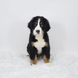 Petland Pembroke Pines Bernese Mountain Dog puppy available