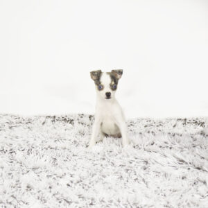 Petland Pembroke Pines Chihuahua puppy available
